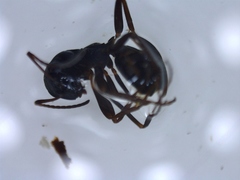 Hymenoptera (Årevinger)