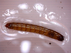 Milliped (Diplopoda)