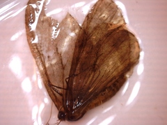 Lepidoptera (Moths and butterflies)
