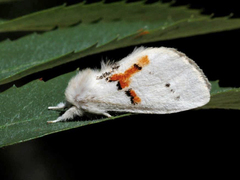 Leucodonta bicoloria (White Prominent)