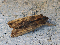Lithophane semibrunnea (Askekappefly)