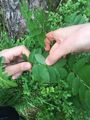 Sorbus aucuparia subsp. aucuparia