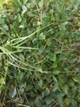 Dwarf Willow (Salix herbacea)