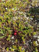 Mountain Bearberry (Arctous alpina)