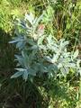 Salix glauca subsp. glauca