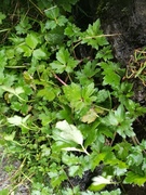 Creeping Buttercup (Ranunculus repens)