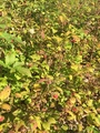 European Dewberry (Rubus caesius)