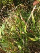 Hairy Wood-rush (Luzula pilosa)