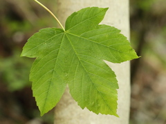 Maple (Acer)