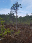 Pinus sylvestris subsp. sylvestris