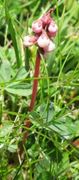 Common Wintergreen (Pyrola minor)