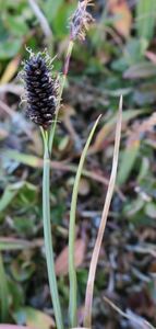 Russet Sedge (Carex saxatilis)