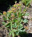 Sibbaldia (Sibbaldia procumbens)
