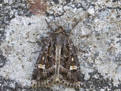 Celaena haworthii (Haworth's Minor)