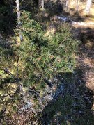Juniper (Juniperus)