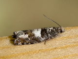 Epinotia demarniana (Hvitflekket kveldvikler)