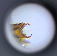 Dytiscus marginalis (Stor vannkalv)