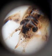 Ephemera vulgata (Innsjøduskgjelledøgnflue)