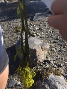Sponge seaweed (Codium fragile)