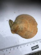 Bivalve mollusc (Bivalvia)