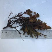 Chanelled Wrack (Pelvetia canaliculata)