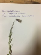 Campanulaceae
