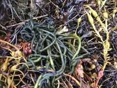 Sponge seaweed (Codium fragile)