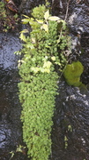 Yellow Saxifrage (Saxifraga aizoides)