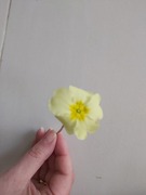 Kusymre (Primula vulgaris)