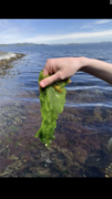 Sea lettuce (Ulva lactuca)