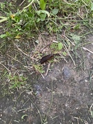 Spanish Slug (Arion vulgaris)