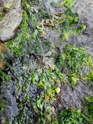 Sea lettuce (Ulva lactuca)