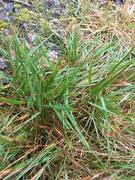 Wavy Hair-grass (Avenella flexuosa)
