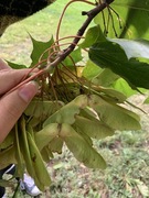 Sycamore (Acer pseudoplatanus)