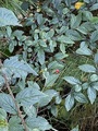 Cotoneaster bullatus