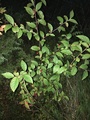 Cotoneaster bullatus
