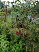 Red-berried Elder (Sambucus racemosa)