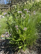Tripolium pannonicum subsp. tripolium