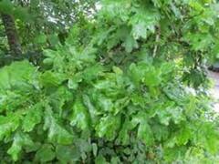 Common Oak (Quercus robur)