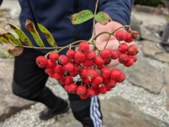 Red-berried Elder (Sambucus racemosa)