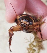 Dytiscidae (Vannkalver)