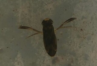 Corixidae (Buksvømmere)