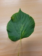 Small-leaved Lime (Tilia cordata)