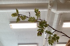 Swedish Service-tree (Sorbus hybrida)