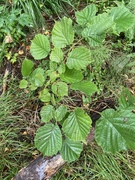 Rubus wahlbergii var. partitus