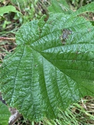 Flikhasselbjørnebær (Rubus wahlbergii var. partitus)