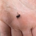 Diptera (Tovinger)