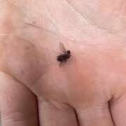 Diptera (Tovinger)