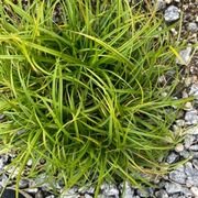 Stiff Sedge (Carex bigelowii)