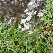 Achillea millefolium subsp. millefolium